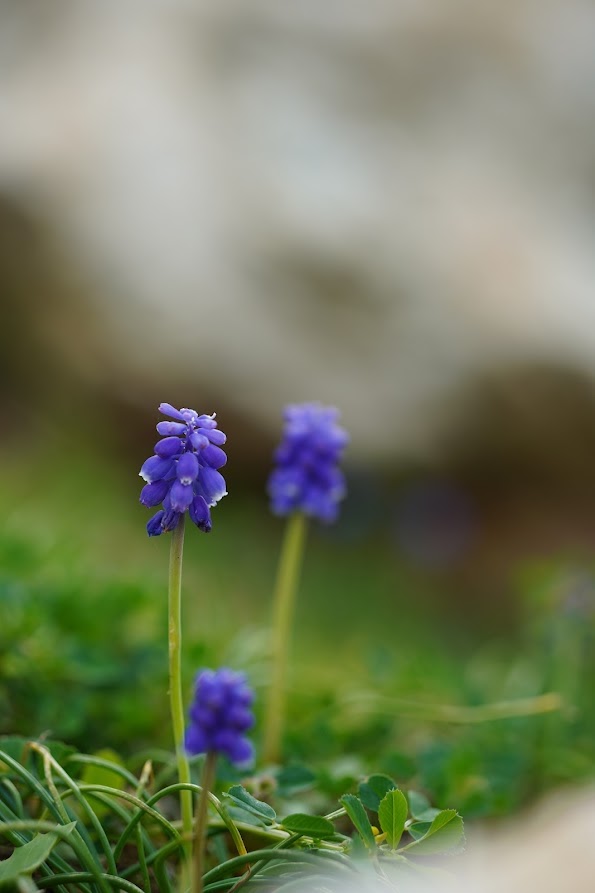 Purple grape hyacinths