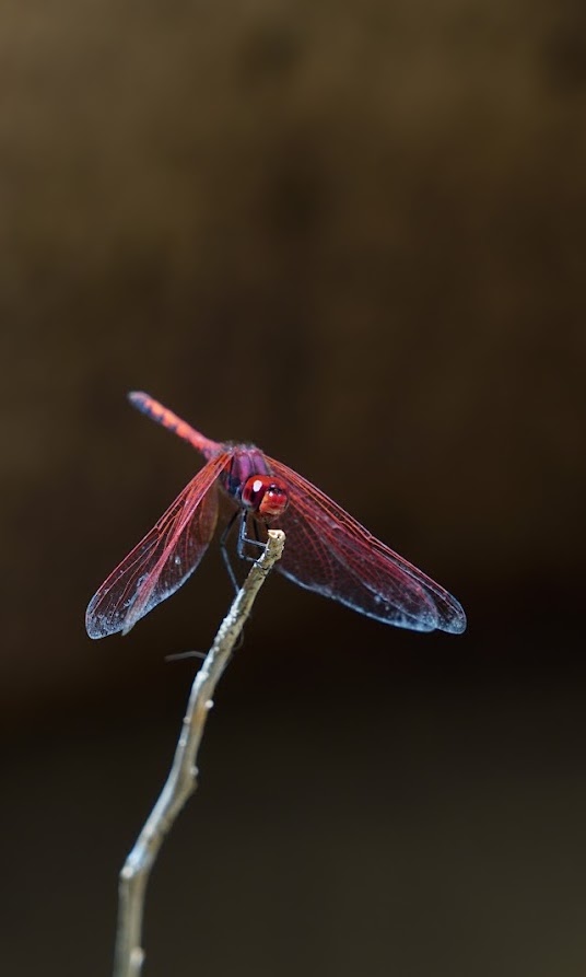 Red dragonfly perched on a stem