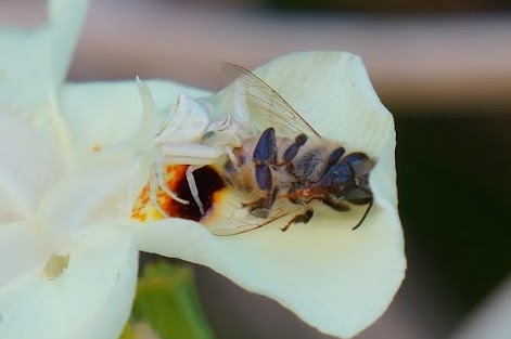 Bee inside a white flower