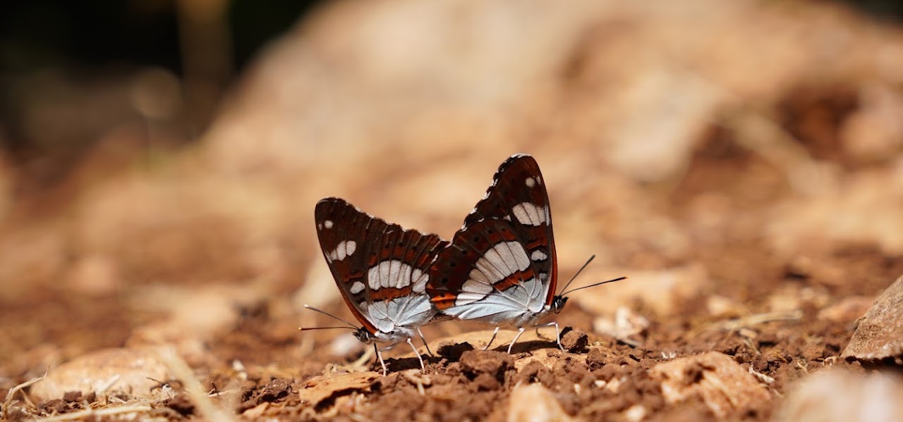 Butterfly resting on the ground