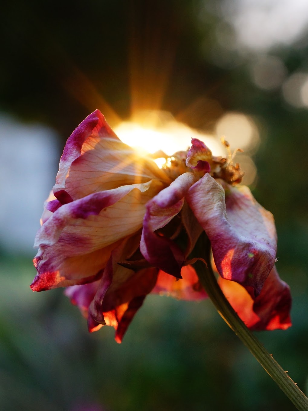 Flower backlit by the sun