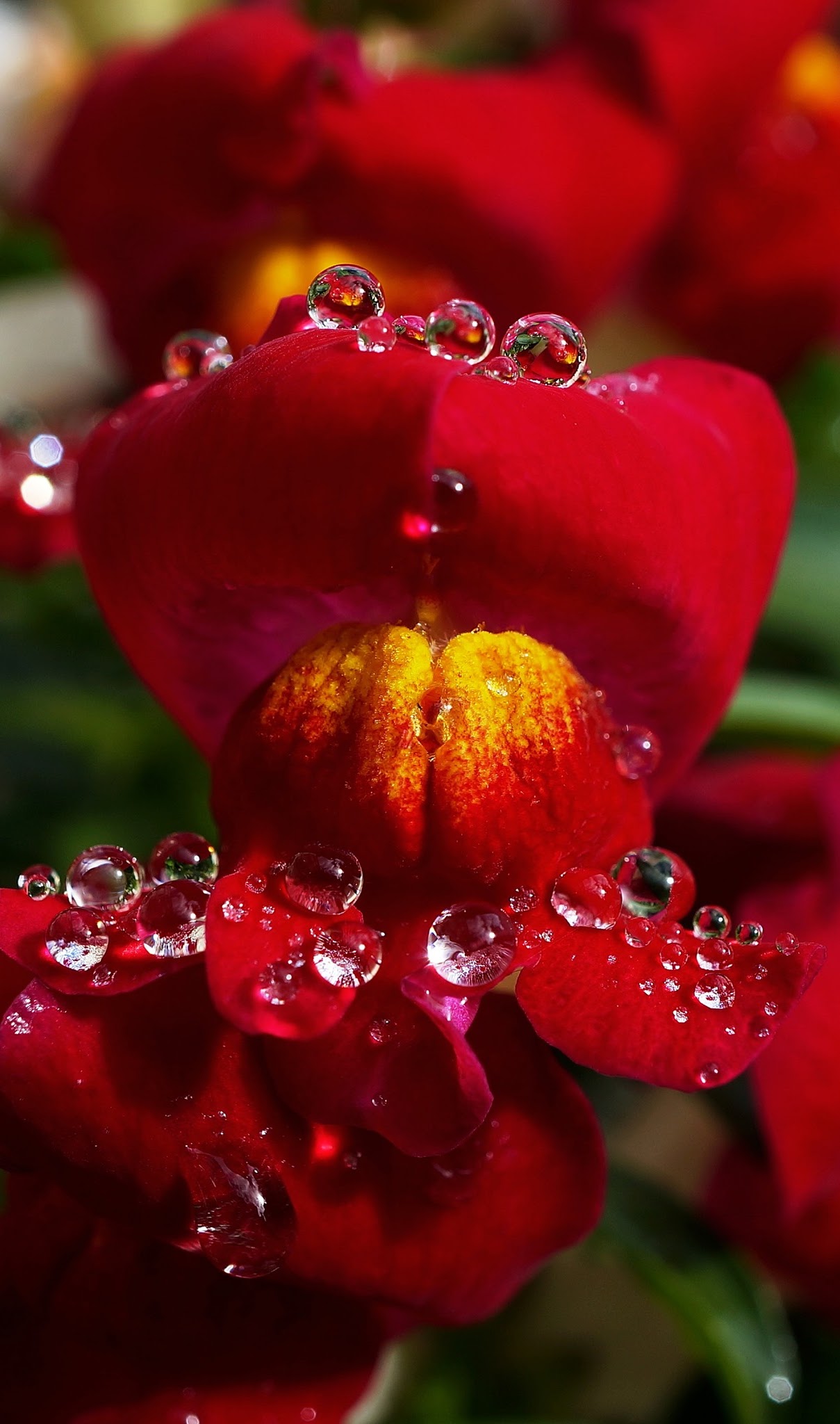 Red flower covered in water droplets