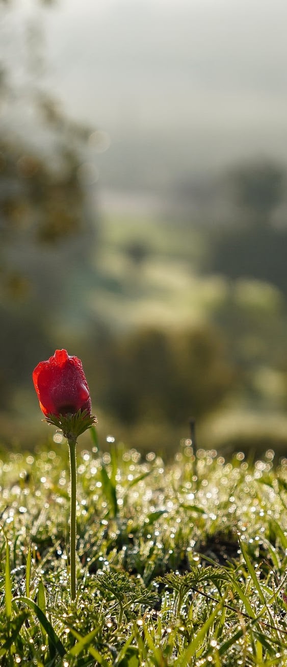 Red rosebud in dew-covered grass