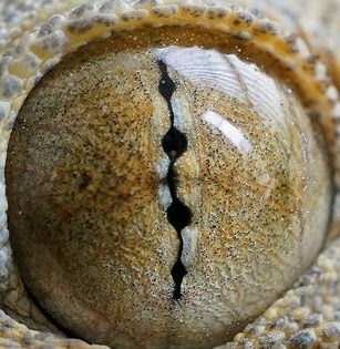 Stone resembling an eye