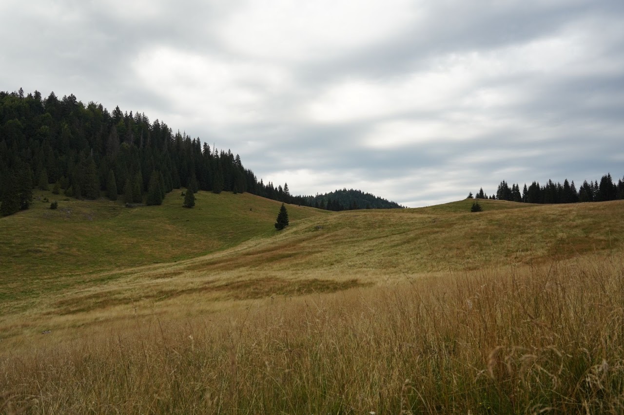 Meadow beneath a cloudy sky